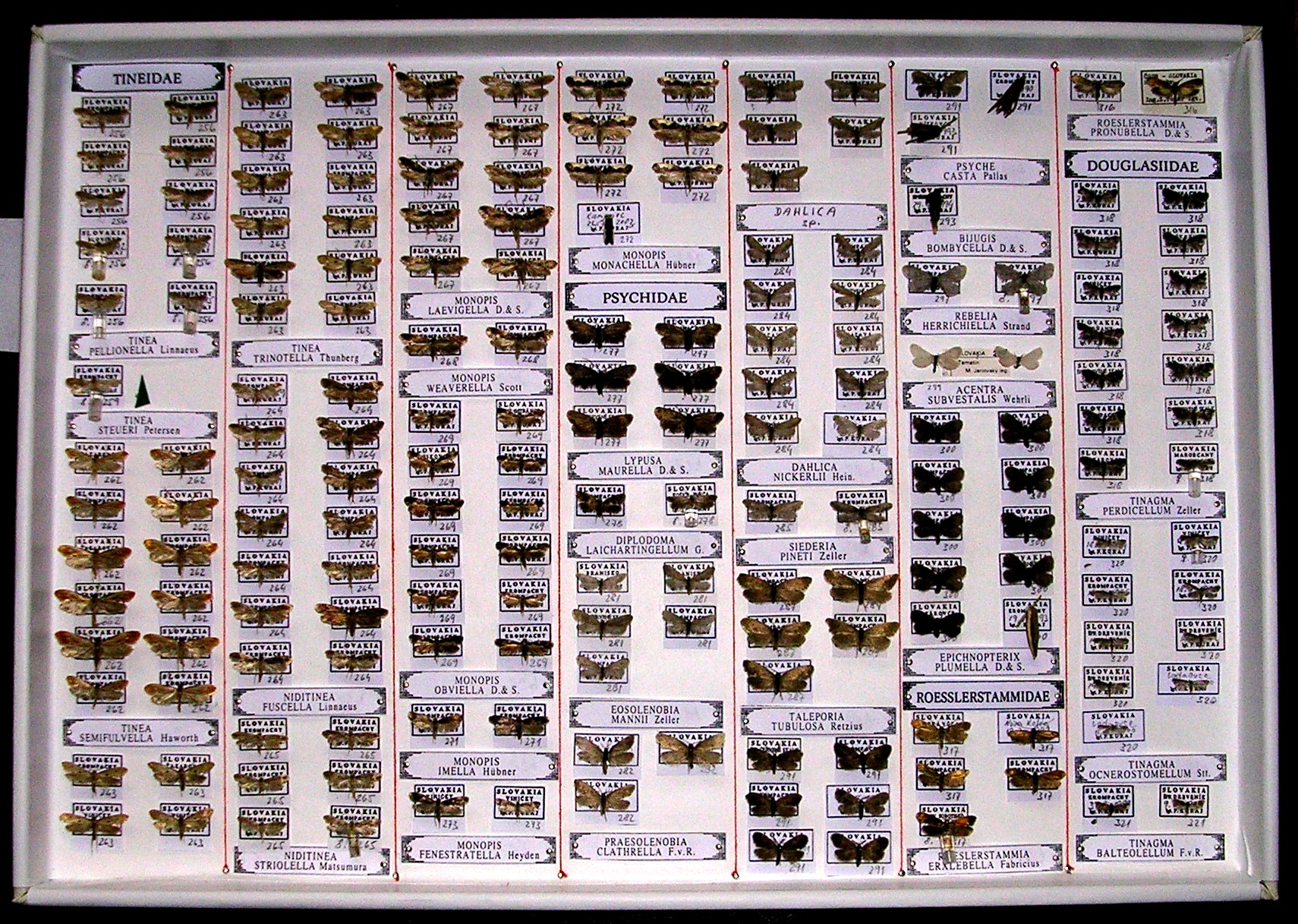Foto č. 1 Kolekcia motýľov uložená podľa jednotlivých čeľadí