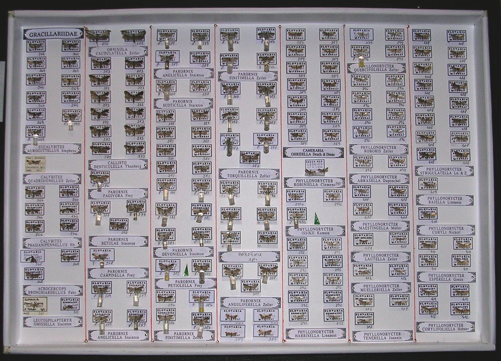 Foto č. 2 Zbierka s vypreparovanými kopulačnými orgánmi v ampulkách